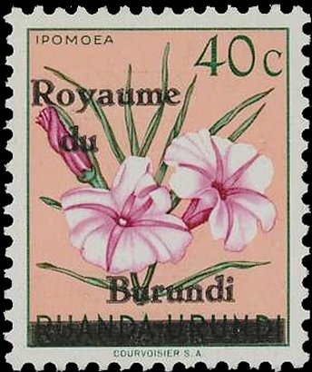 Ipomea