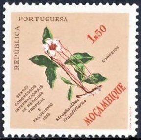 Apocynaceae