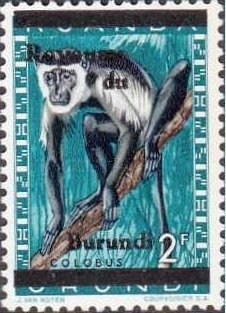 Guereza (Colobus sp.)