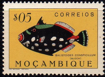 Clown Triggerfish (Balistoides conspicillum)
