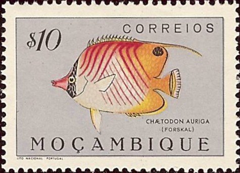 Threadfin Butterflyfish (Chaetodon auriga)