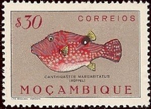 Puffer (Canthigaster margaritatus)