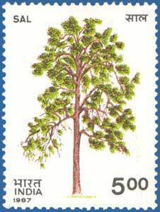 Indian Trees- Sal