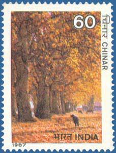 Indian Trees- Chinar