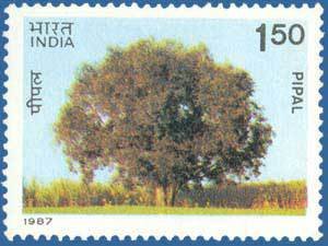 Indian Trees- Pipal