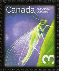 Goldeneyed Lacewing (Chrysopa oculata)