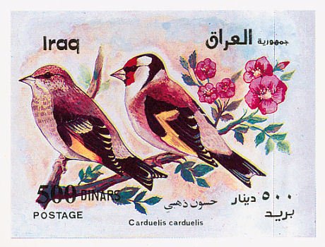 European Goldfinch (Carduelis carduelis)