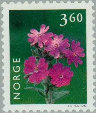 Rough Robin [Silene dioica syn Melandrium rubrum)