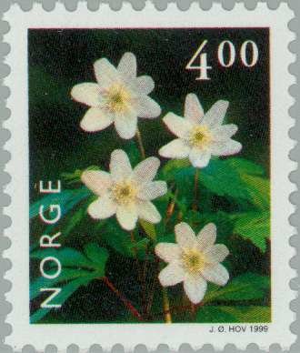 European Wood Anemone (Anemone nemorosa)