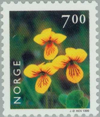 Yellow Wood Violet (Viola biflora)