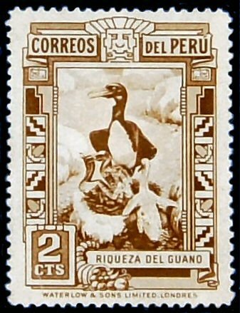 Guanay Cormorant (Phalacrocorax bougainvillei) 