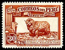 Merino (Ovis ammon aries)