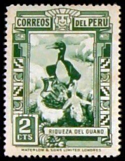 Guanay Cormorant (Phalacrocorax bougainvillei)
