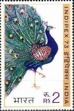 Common Peacock (Pavo cristatus)