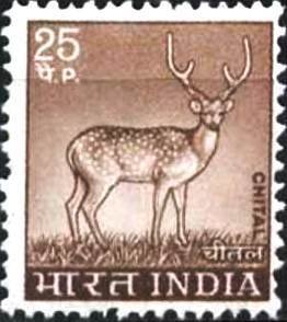 Chital, Axis Deer (Axis axis)