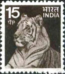 Tiger (Panthera tigris)