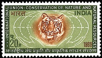 Tiger (Panthera tigris) - Head, Globe