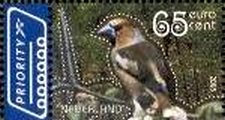 Hawfinch (Coccothraustes coccothraustes)