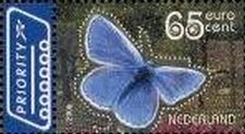 Common Blue (Polyommatus icarus)
