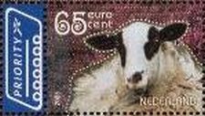 Schoonebeek Sheep (Ovis ammon aries)