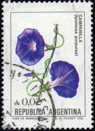Ipomoea purpurea
