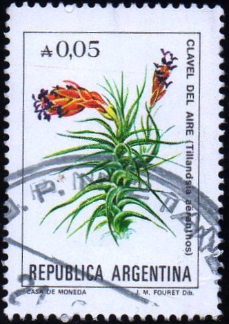 Tillandsia aeranthos