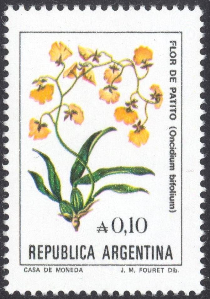Gomesa bifolia (syn.Oncidium bifolium)