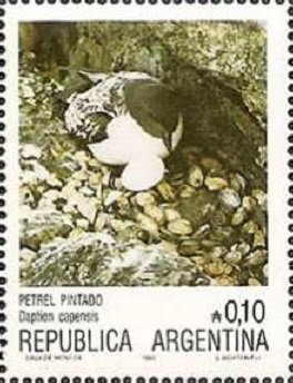 Cape Petrel (Daption capensis) 