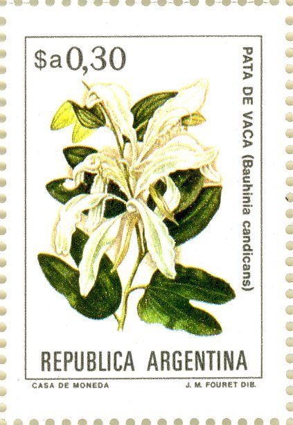 Pata de vaca