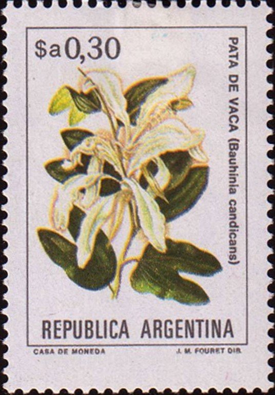 Bauhinia candicans