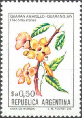Tecoma stans