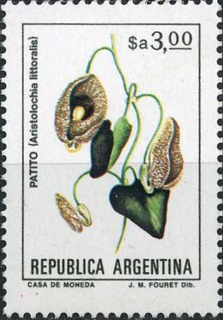 Aristolochia littoralis