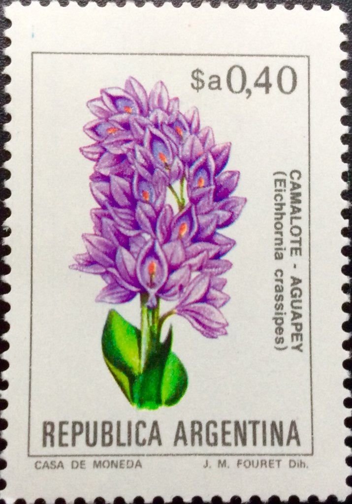 Eichhornia crassipes