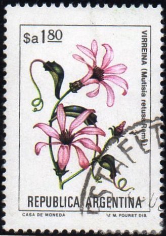 Mutisia retusa