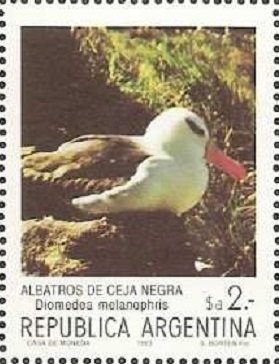Black-browed Albatross (Diomedea melanophris)