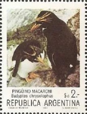 Macaroni Penguin (Eudyptes chrysolophus) 