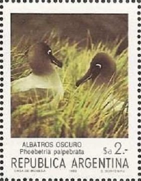 Light-mantled Albatross (Phoebetria palpebrata)
