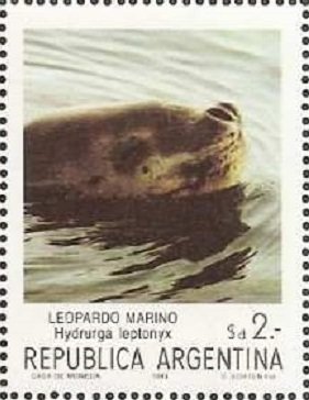 Stamp, Leopard Seal (Hydrurga leptonyx), Argentina,  , Sea (Marine) Mammals, Animals (Fauna), Seals (Animals)