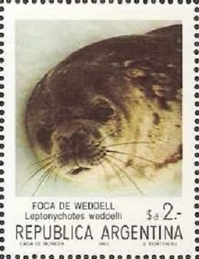 Weddell Seal (Leptonychetes weddelli)
