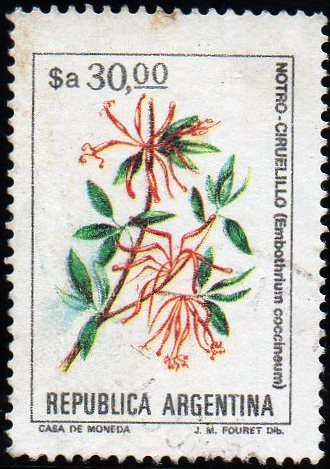 Embothrium coccineum