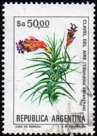 Tillandsia aeranthos