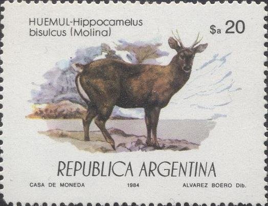 South Andean Deer (Hippocamelus bisulcus)