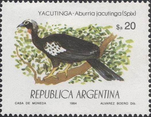 Black-fronted Piping Guan (Aburria jacutinga)