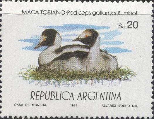 Pied-billed Grebe (Podilymbus podiceps antarcticus) 