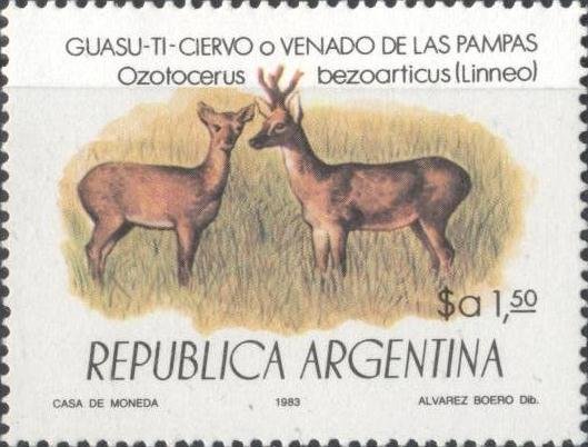 Pampas Deer (Odocoileus bezoarticus)