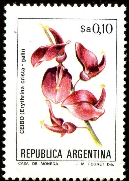 Erythrina crista-galli