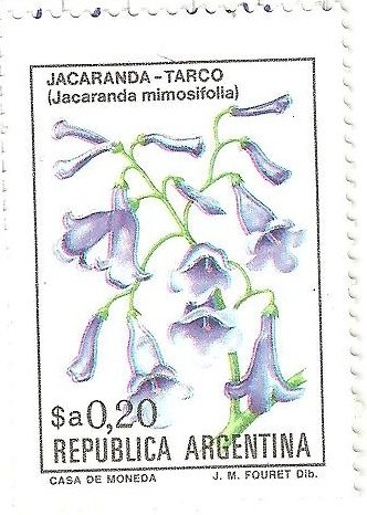 Jacaranda-Tarco