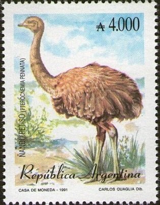 Darwin's Rhea (Pterocnemia pennata) 