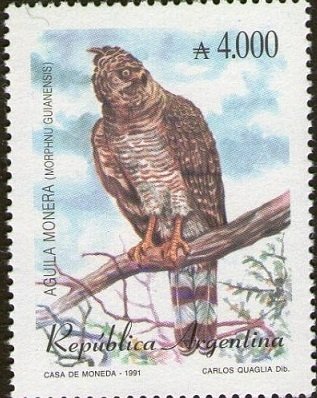Crested Eagle (Morphnus guianensis) 