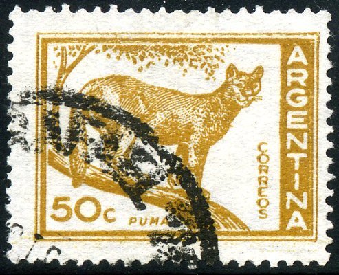 Puma (Felis concolor)